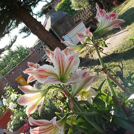 Villa Fiore Vila
